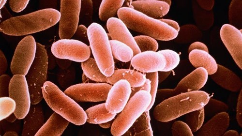 Các loại vi khuẩn có trong thực phẩm gây ngộ độc