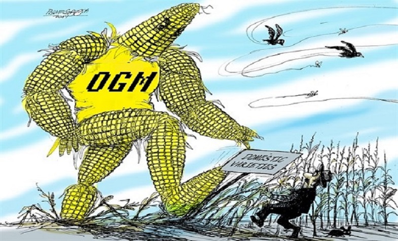 Thực trạng và các loại thực phẩm biến đổi gen GMO tại Việt Nam 