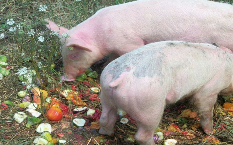 Sự khác biệt cơ bản giữa thịt lợn hữu cơ và thịt lợn thông thường mà các bà nội trợ nên biết
