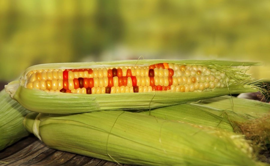 Sự thật về GMO – Sinh vật biến đổi gen