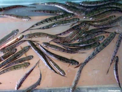 Cá lác ngoách Kim Sơn