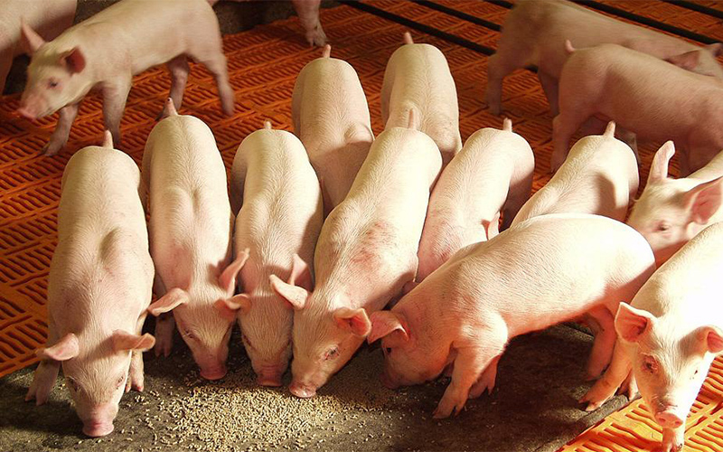 Quy trình chăn nuôi lợn hữu cơ theo tiêu chuẩn hữu cơ USDA cần gì?