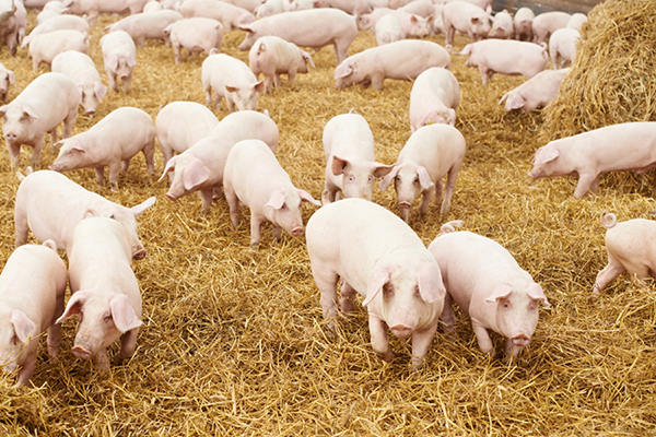 Quy trình chăn nuôi lợn hữu cơ theo tiêu chuẩn hữu cơ USDA cần gì?