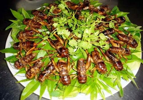 Món ăn ngon từ côn trùng Việt Nam