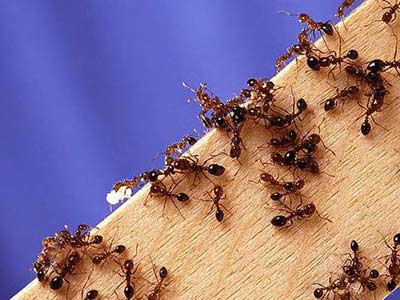 Cách phòng chống và diệt kiến trong nhà mà bạn cần biết