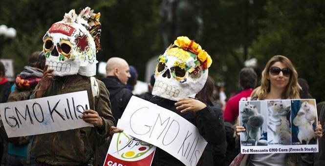Tác hại tiềm ẩn của thực phẩm biến đổi gen GMO