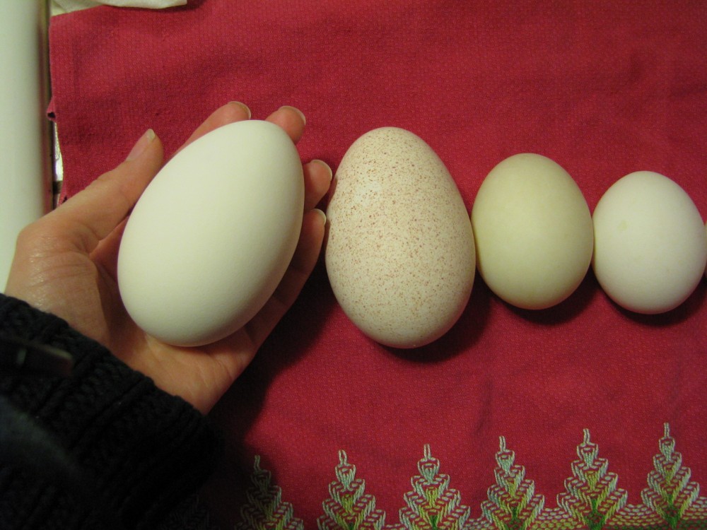 Trứng gà và trứng vịt, trứng nào tốt hơn?