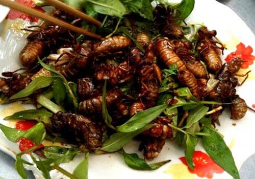 Món ăn ngon từ côn trùng Việt Nam